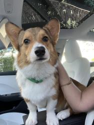 Lost Male Dog last seen E diamond st, Phoenix, AZ 85006