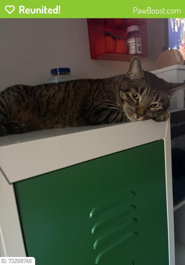 Reunited Male Cat last seen Near Indian run dr, Carrollton, TX 75010