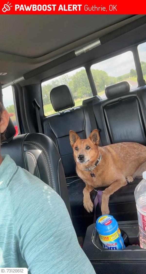 Lost Female Dog last seen E forrest hills and Lazy E Dr, Guthrie, OK 73044