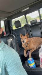 Lost Female Dog last seen E forrest hills and Lazy E Dr, Guthrie, OK 73044