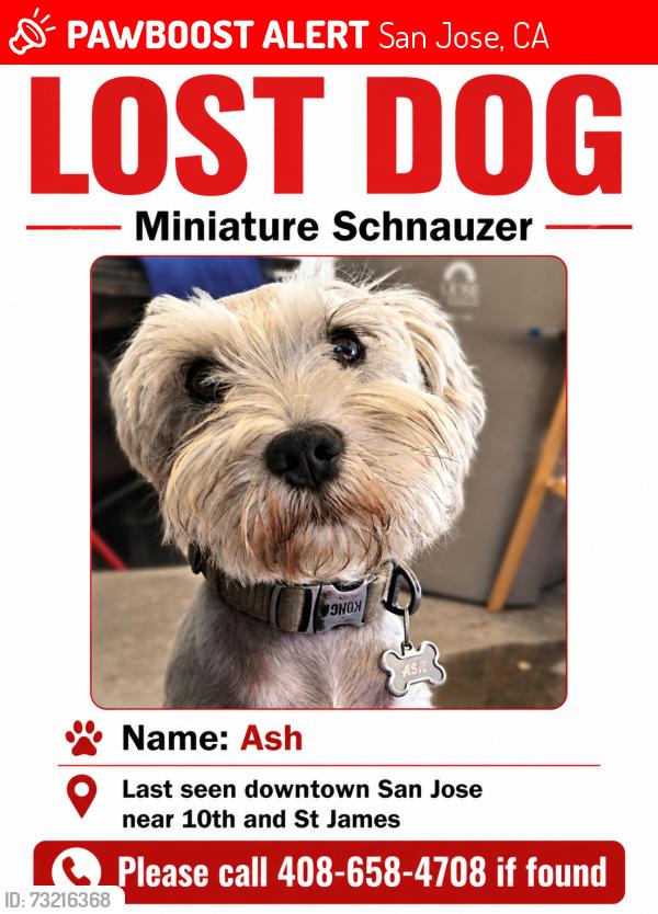 Lost Male Dog last seen 10th & St James Street, San Jose, CA 95112