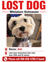 Lost Male Dog last seen 10th & St James Street, San Jose, CA 95112