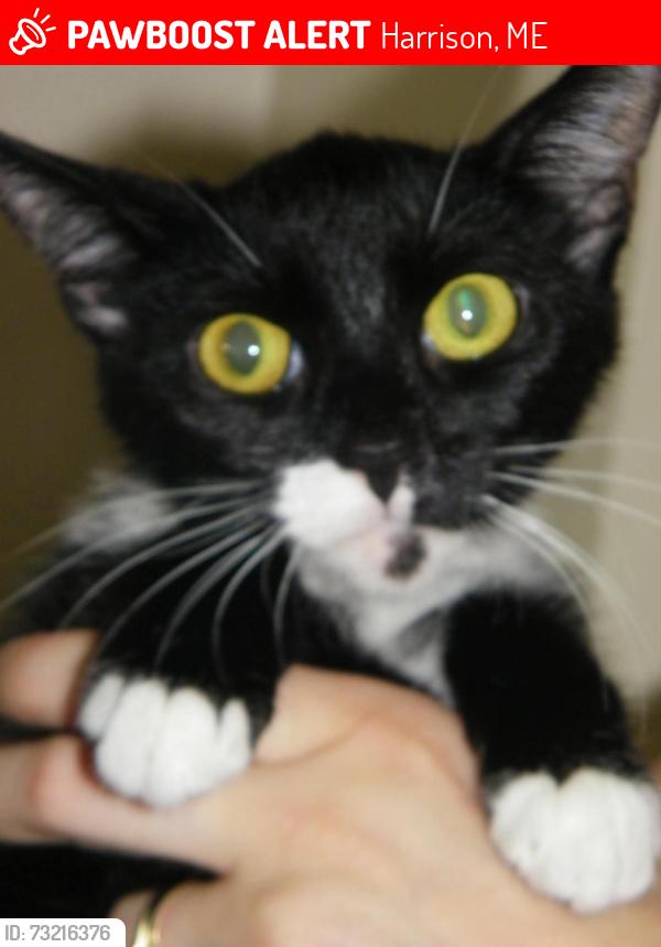 Lost Female Cat last seen Hamlin and Vacationland, Harrison, ME 04088