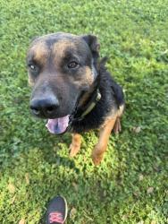 Lost Male Dog last seen Highway 26, San Joaquin County, CA 95215