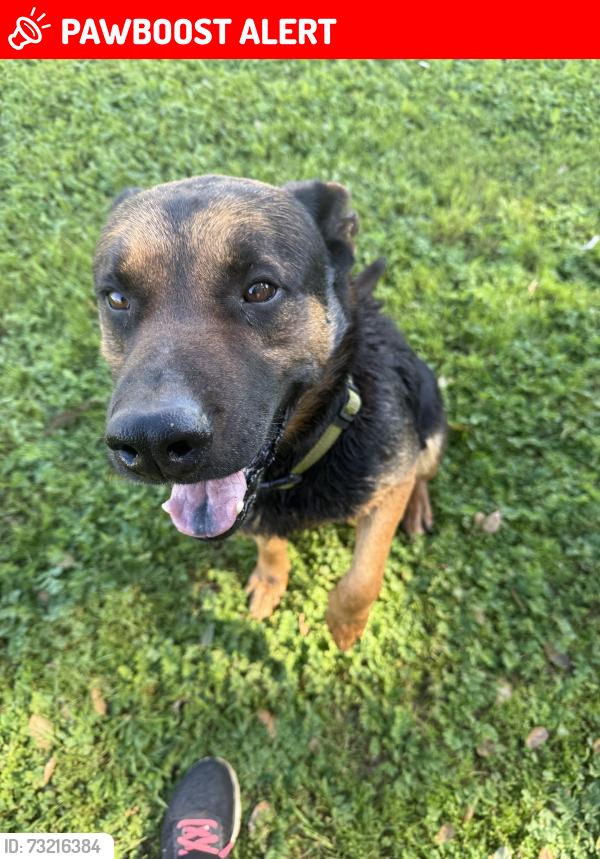 Lost Male Dog last seen Highway 26, San Joaquin County, CA 95215