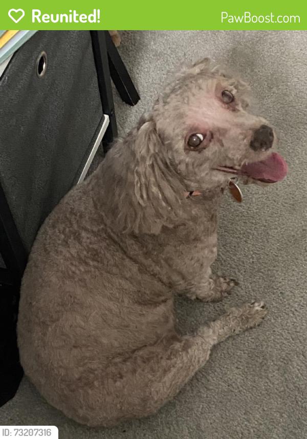 Reunited Female Dog last seen Near Stewarton Ct, Baltimore, MD 21236, USA, Baltimore, MD 21236