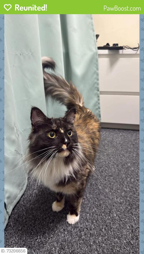 Reunited Female Cat last seen back gardens at Croydon Close, West Midlands, England CV3 5EJ
