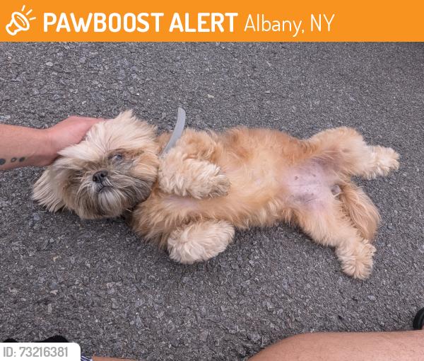 Found/Stray Male Dog last seen Dale Ave, Albany, NY 12203