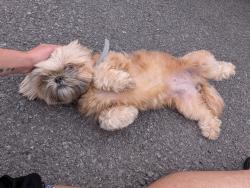 Found/Stray Male Dog last seen Dale Ave, Albany, NY 12203