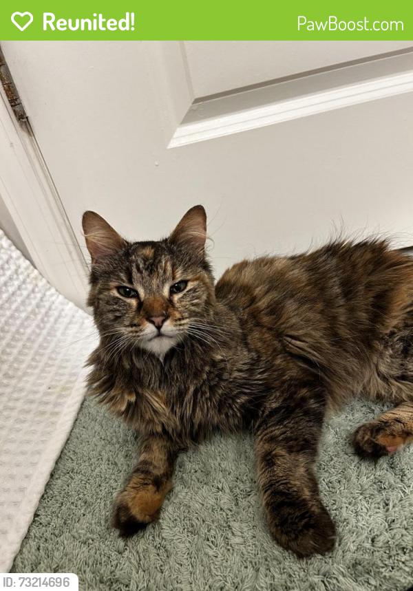 Reunited Female Cat last seen Near Cranbury Rd, East Brunswick, NJ 08816, USA, East Brunswick, NJ 08816
