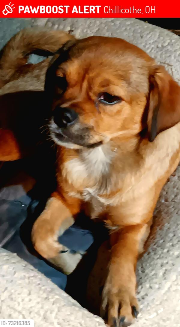 Lost Female Dog last seen Mary Lou Patton, Chillicothe, OH 45601