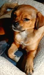 Lost Female Dog last seen Mary Lou Patton, Chillicothe, OH 45601