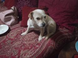 Lost Male Dog last seen McHenry and Woodrow, Modesto, CA 95350