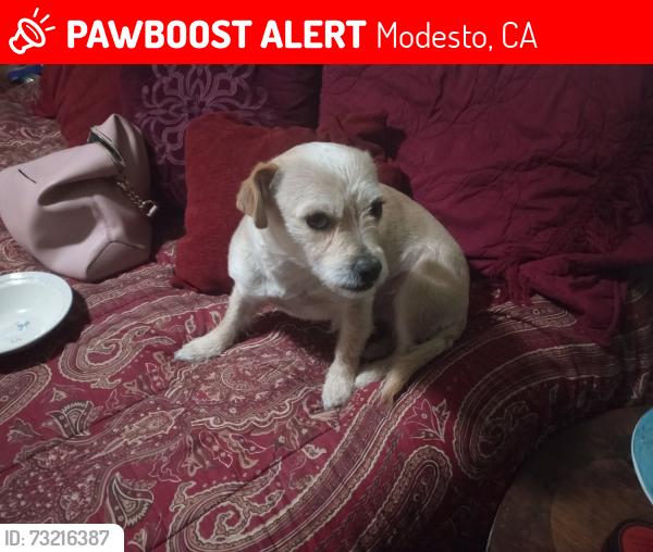 Lost Male Dog last seen McHenry and Woodrow, Modesto, CA 95350