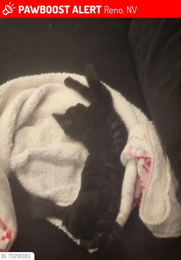 Lost Male Cat last seen Thomas creek and pecetti court north of zolezzi, Reno, NV 89511