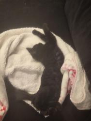 Lost Male Cat last seen Thomas creek and pecetti court north of zolezzi, Reno, NV 89511