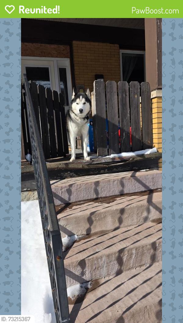Reunited Male Dog last seen 17th st, Altoona, PA 16602
