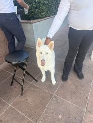 Reunited Male Dog last seen The Lawrys staff found the dog, Beverly Hills, CA 90211