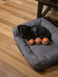 Reunited Male Dog last seen Lake Fenwick Park, Kent, WA 98032