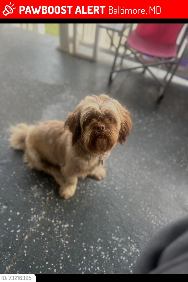 Lost Female Dog last seen Sanclair lane, Baltimore, MD 21213