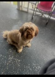 Lost Female Dog last seen Sanclair lane, Baltimore, MD 21213