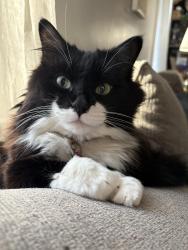 Reunited Female Cat last seen 119ave 56 street, Edmonton, AB T5W 3S9