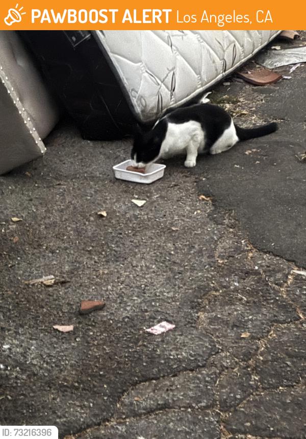 Found/Stray Unknown Cat last seen Packard, Los Angeles, CA 90035