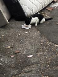 Found/Stray Unknown Cat last seen Packard, Los Angeles, CA 90035