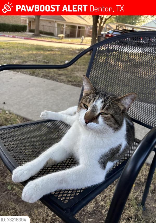Lost Male Cat last seen cndmnium that backs up to the Lowe’s parking lot, Denton, TX 76208