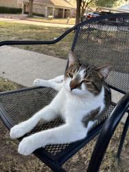 Lost Male Cat last seen cndmnium that backs up to the Lowe’s parking lot, Denton, TX 76208
