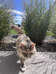 Lost Female Cat last seen Eudura and Girard, Denver, CO 80222