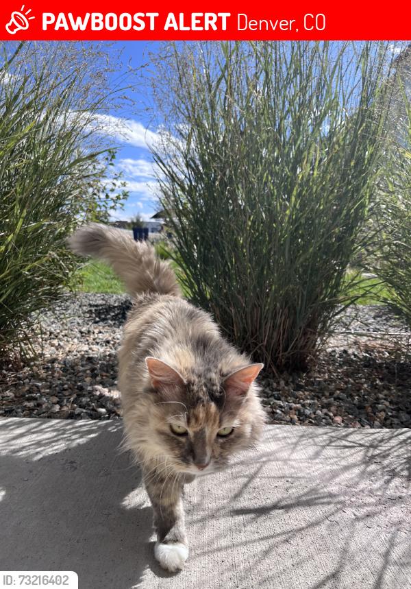 Lost Female Cat last seen Eudura and Girard, Denver, CO 80222