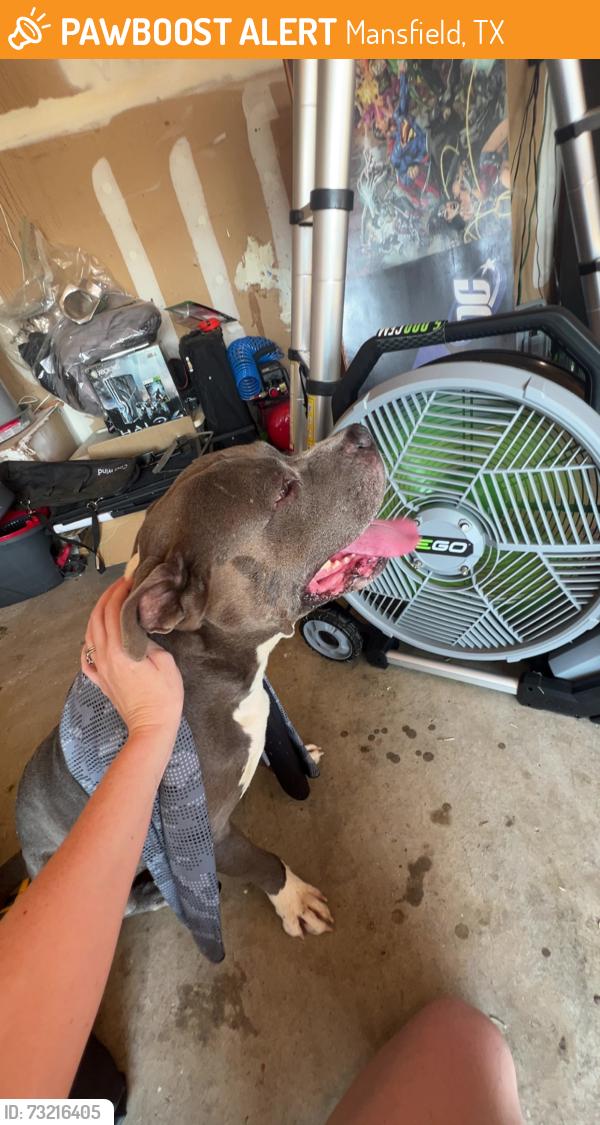 Found/Stray Male Dog last seen Hollyberry Drive, Mansfield, TX 76063