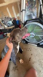 Found/Stray Male Dog last seen Hollyberry Drive, Mansfield, TX 76063