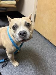 Shelter Stray Female Dog last seen Royer Park, Roseville City, CA, 200 Tahoe Ave, Roseville, CA 95678, USA