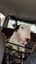 Lost Male Dog last seen Penn, Oklahoma City, OK 73108