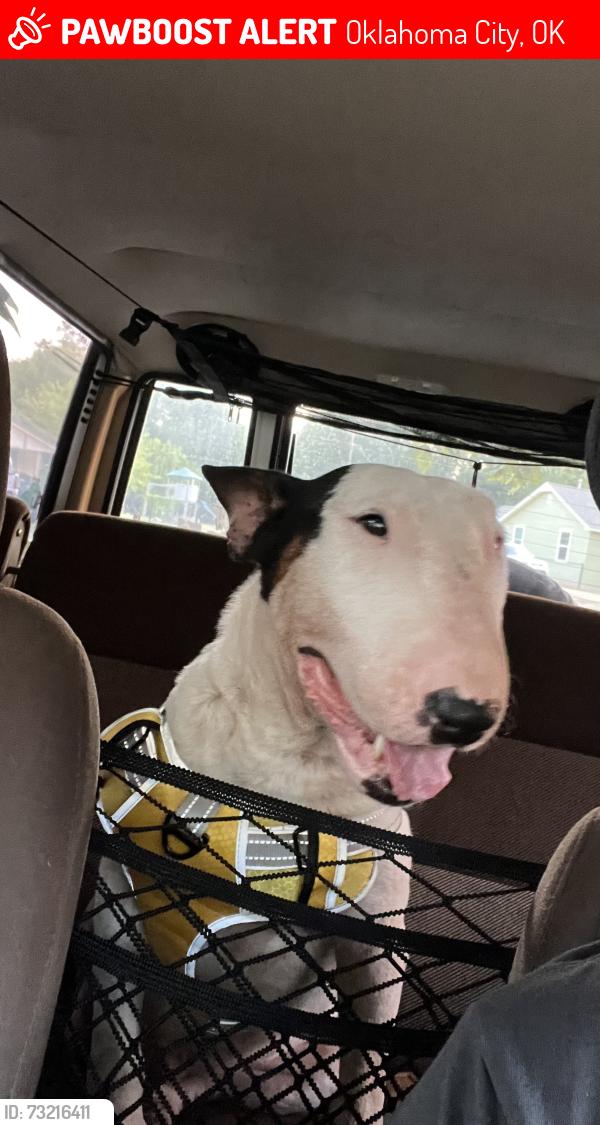 Lost Male Dog last seen Penn, Oklahoma City, OK 73108