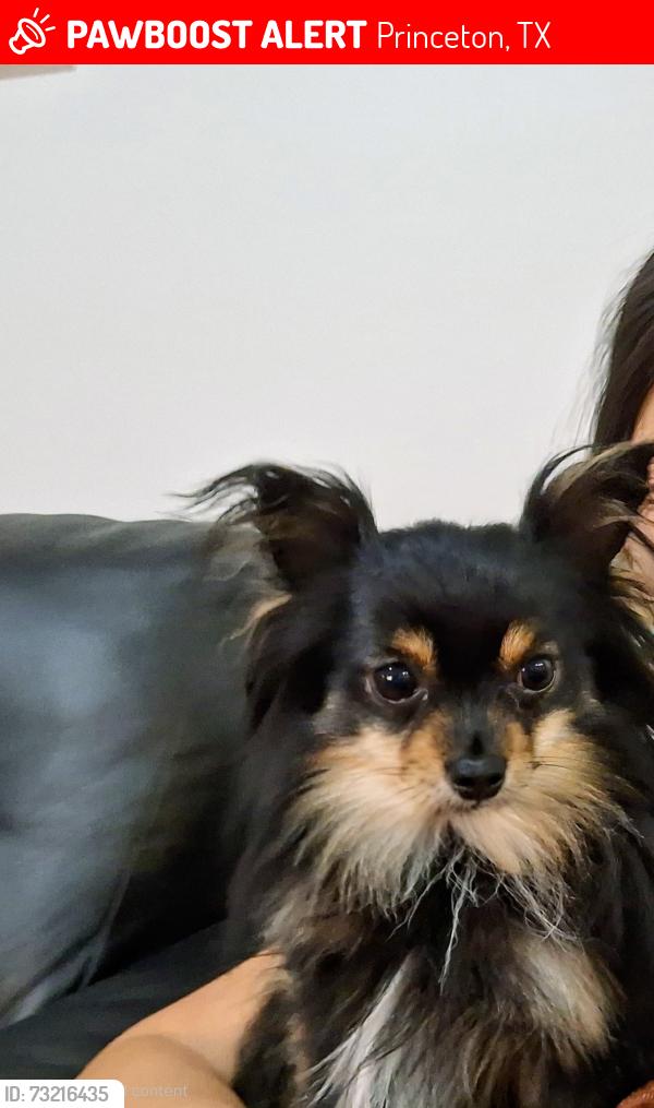 Lost Male Dog last seen Wild rose way, Princeton, TX 75407