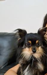 Lost Male Dog last seen Wild rose way, Princeton, TX 75407