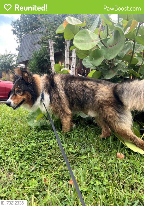 Reunited Male Dog last seen cedar dunes neighborhood, New Smyrna Beach, FL 32169