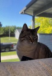 Reunited Female Cat last seen Little Walmart, Missoula, MT 59803