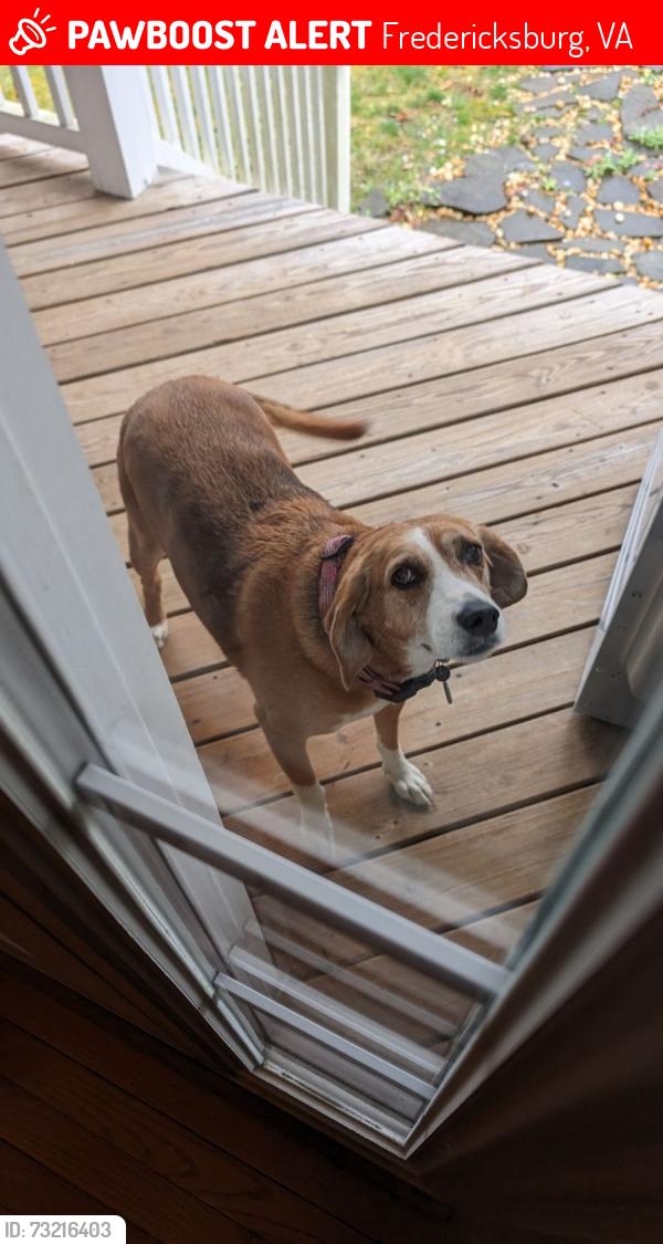 Lost Female Dog last seen Curtis Park, Fredericksburg, VA 22406