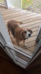 Lost Female Dog last seen Curtis Park, Fredericksburg, VA 22406