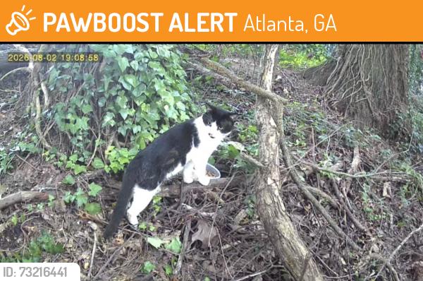 Found/Stray Unknown Cat last seen Dresden park, Atlanta, GA 30319