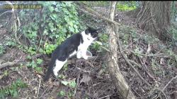 Found/Stray Unknown Cat last seen Dresden park, Atlanta, GA 30319