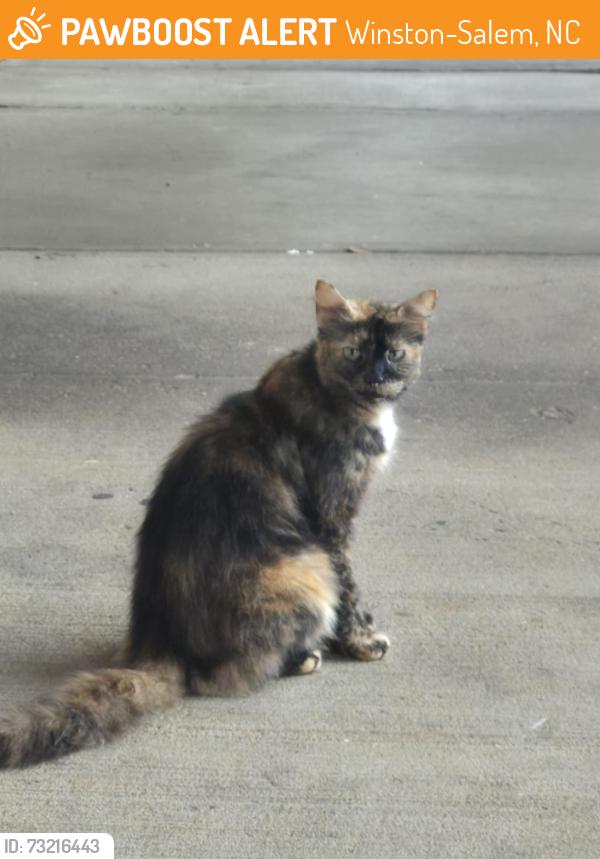 Found/Stray Unknown Cat last seen Food Lion, Pfafftown, Winston-Salem, NC 27040