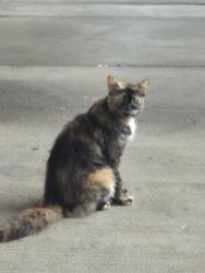 Found/Stray Unknown Cat last seen Food Lion, Pfafftown, Winston-Salem, NC 27040