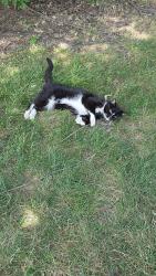 Found/Stray Female Cat last seen Park Flecther Industrial by old airport, Indianapolis, IN 46241
