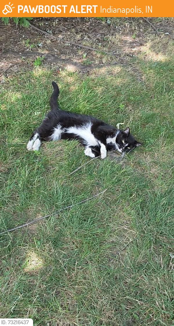 Found/Stray Female Cat last seen Park Flecther Industrial by old airport, Indianapolis, IN 46241