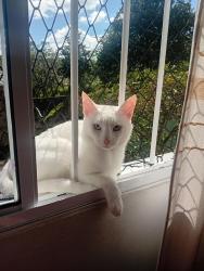 Lost Male Cat last seen Próximo igreja vila mariana, Neves, PR 84020-100